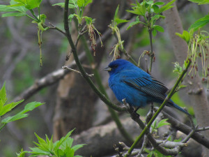 Indigo Bunting - photo courtesy of Tom Schultz